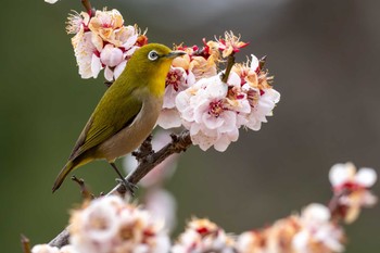 Warbling White-eye 桜山 Tue, 3/5/2024