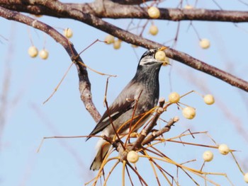 Mon, 1/9/2023 Birding report at 室見川