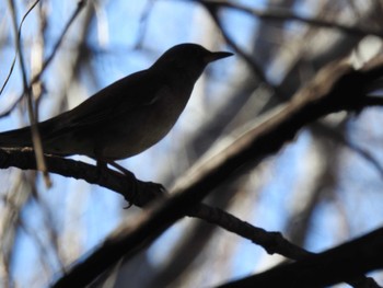 シロハラ 東京港野鳥公園 2024年3月3日(日)