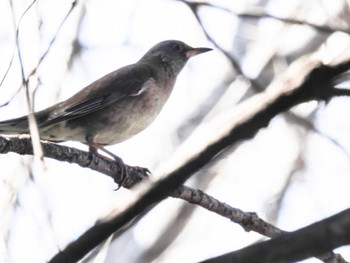 シロハラ 東京港野鳥公園 2024年3月3日(日)