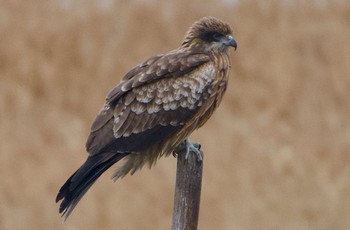 トビ 大阪南港野鳥園 2024年3月5日(火)