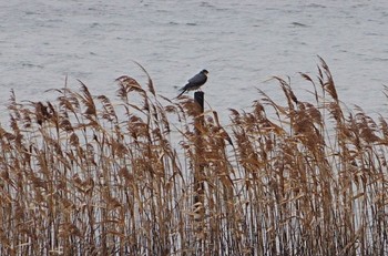 2024年3月5日(火) 大阪南港野鳥園の野鳥観察記録