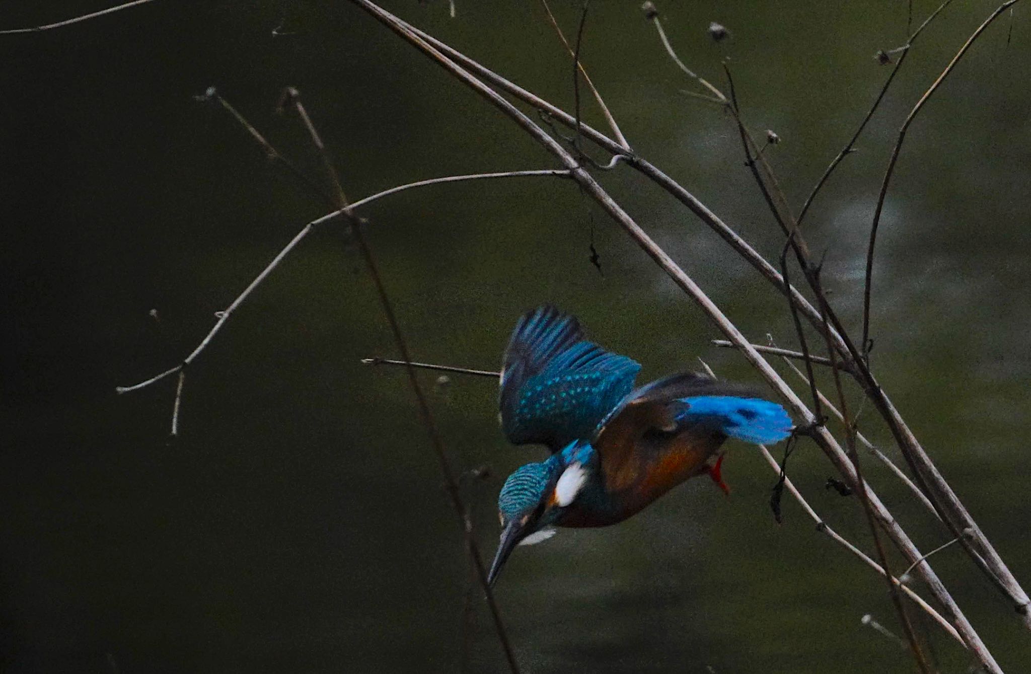 Photo of Common Kingfisher at 天王寺公園(大阪市) by アルキュオン