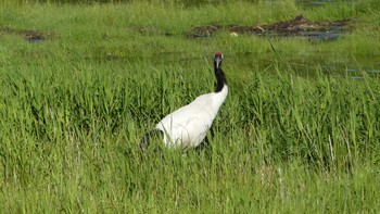 Red-crowned Crane 根室市春国岱原生野鳥公園ネイチャーセンター Tue, 7/17/2018