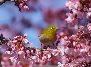 Warbling White-eye 大阪府 Sat, 3/2/2024