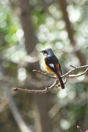 Daurian Redstart Osaka Tsurumi Ryokuchi Sun, 3/3/2024