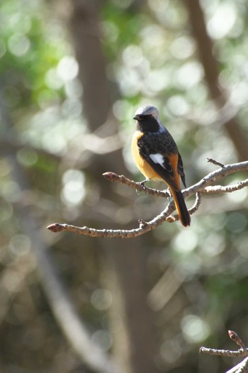 Daurian Redstart Osaka Tsurumi Ryokuchi Sun, 3/3/2024