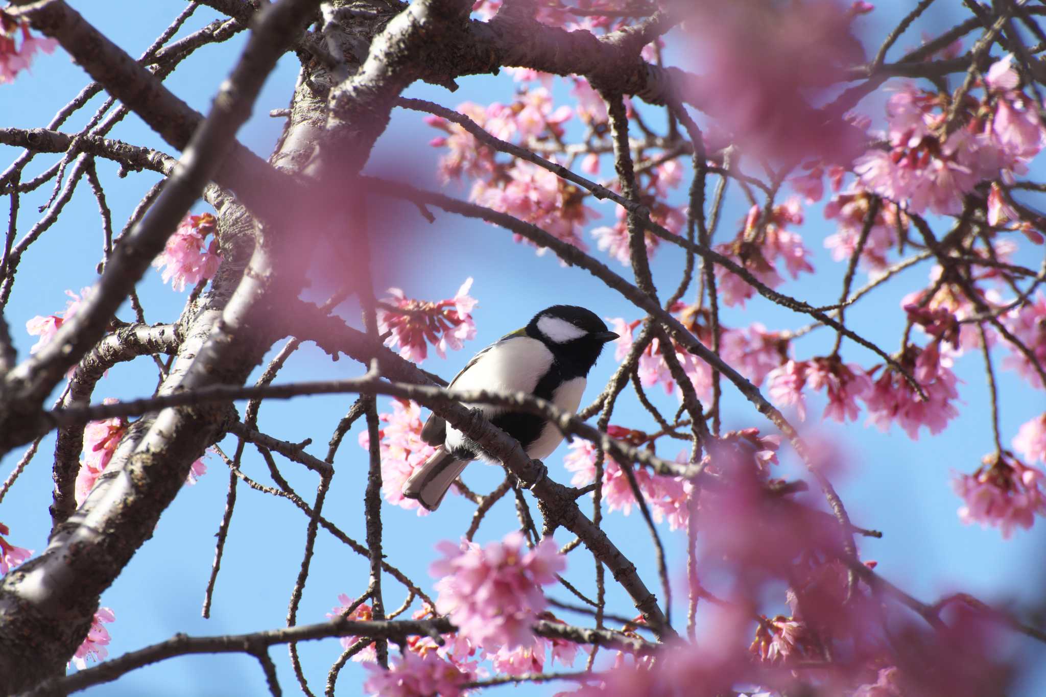 Photo of Japanese Tit at Osaka Tsurumi Ryokuchi by 大井 誠