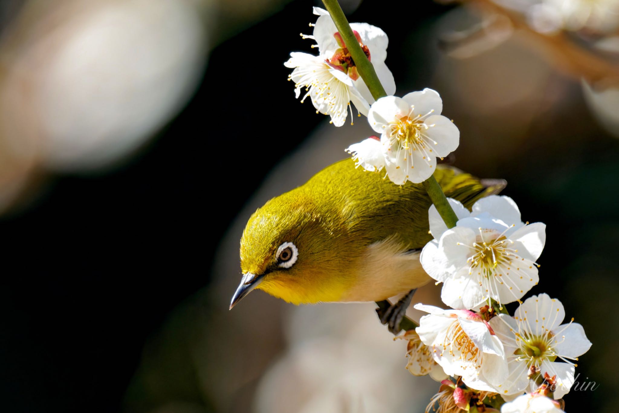 Warbling White-eye