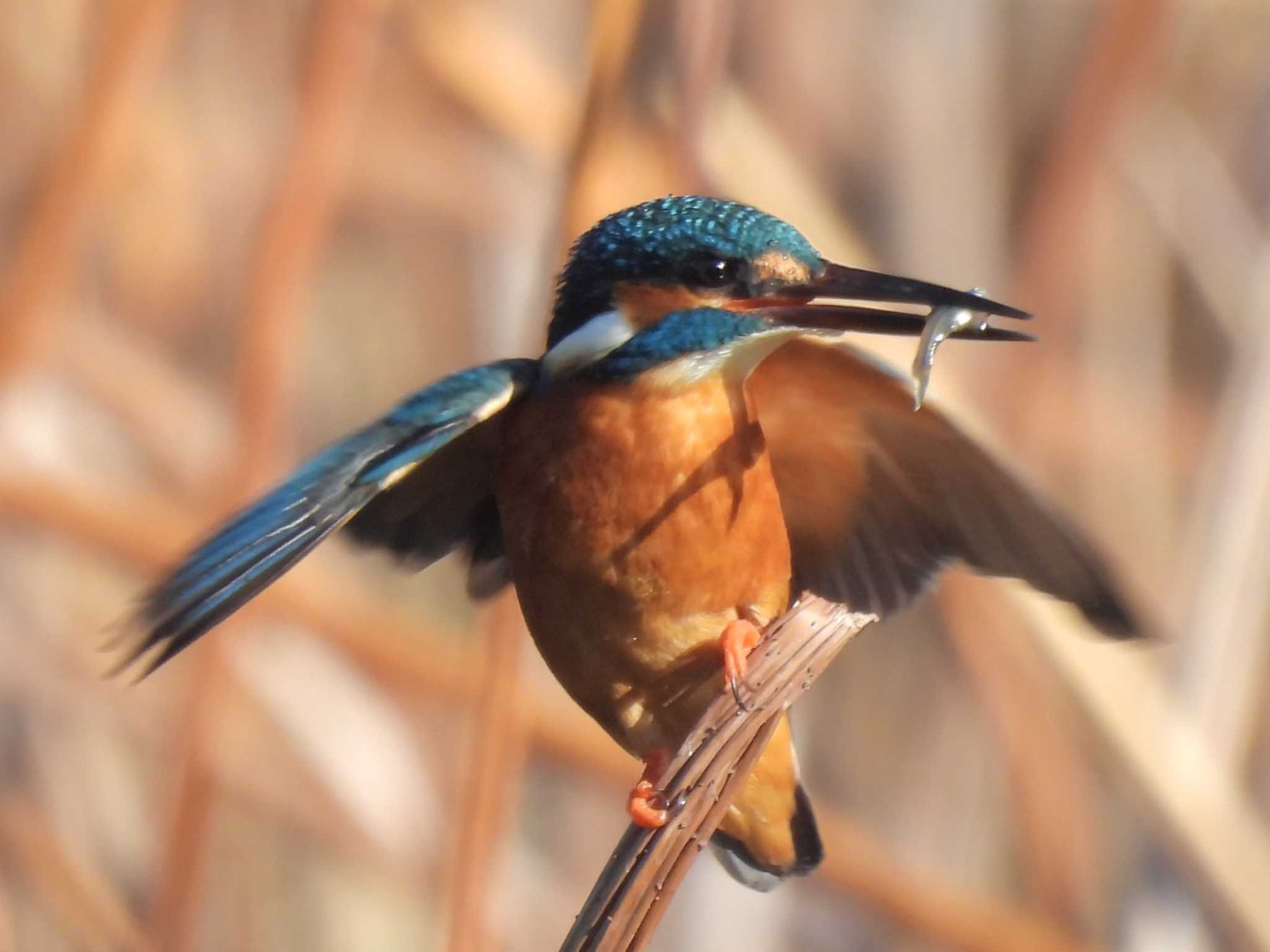 カワセミ