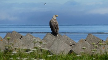 White-tailed Eagle 根室市春国岱原生野鳥公園ネイチャーセンター Tue, 7/17/2018