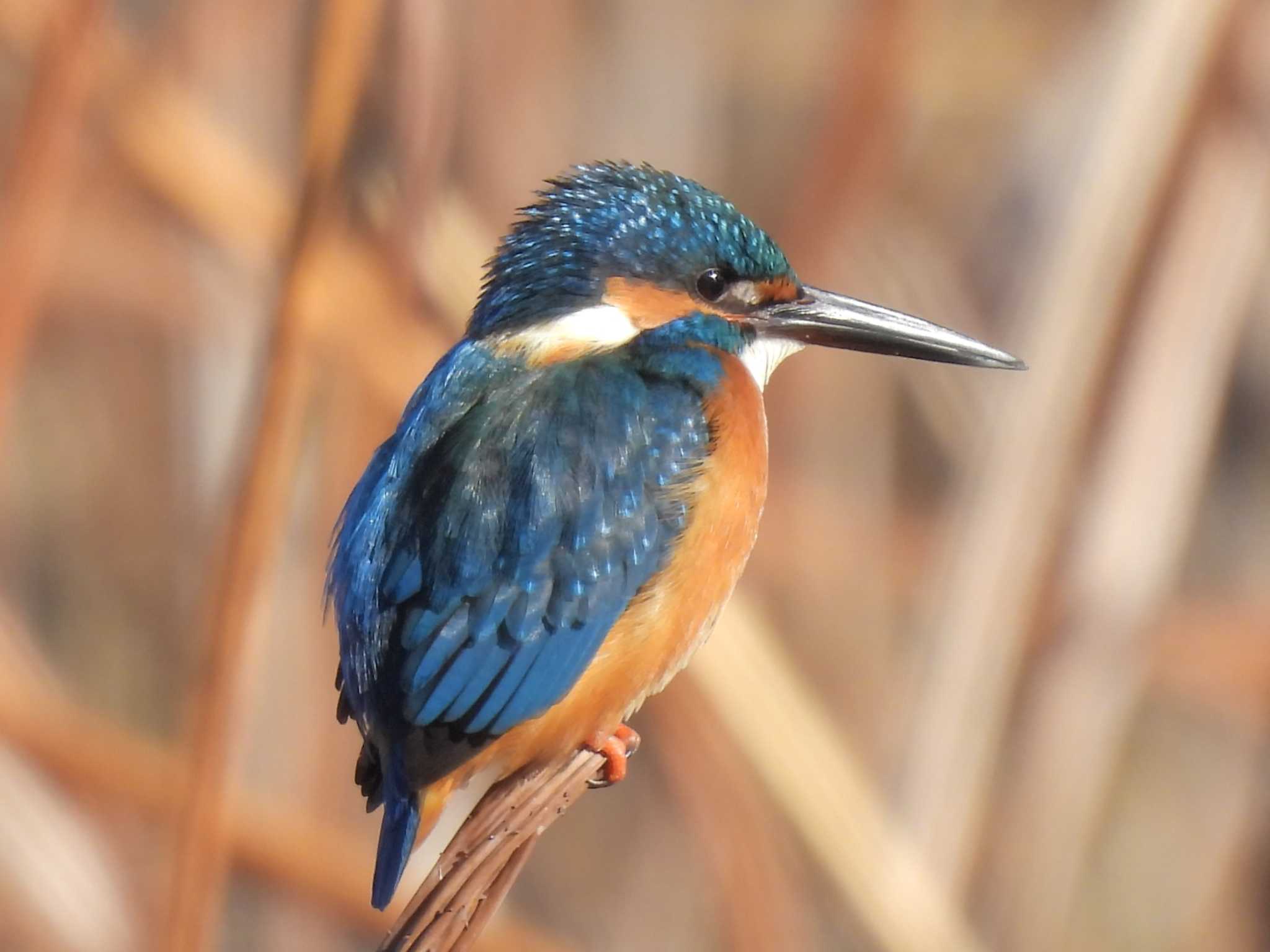 水元公園 カワセミの写真 by ゆりかもめ