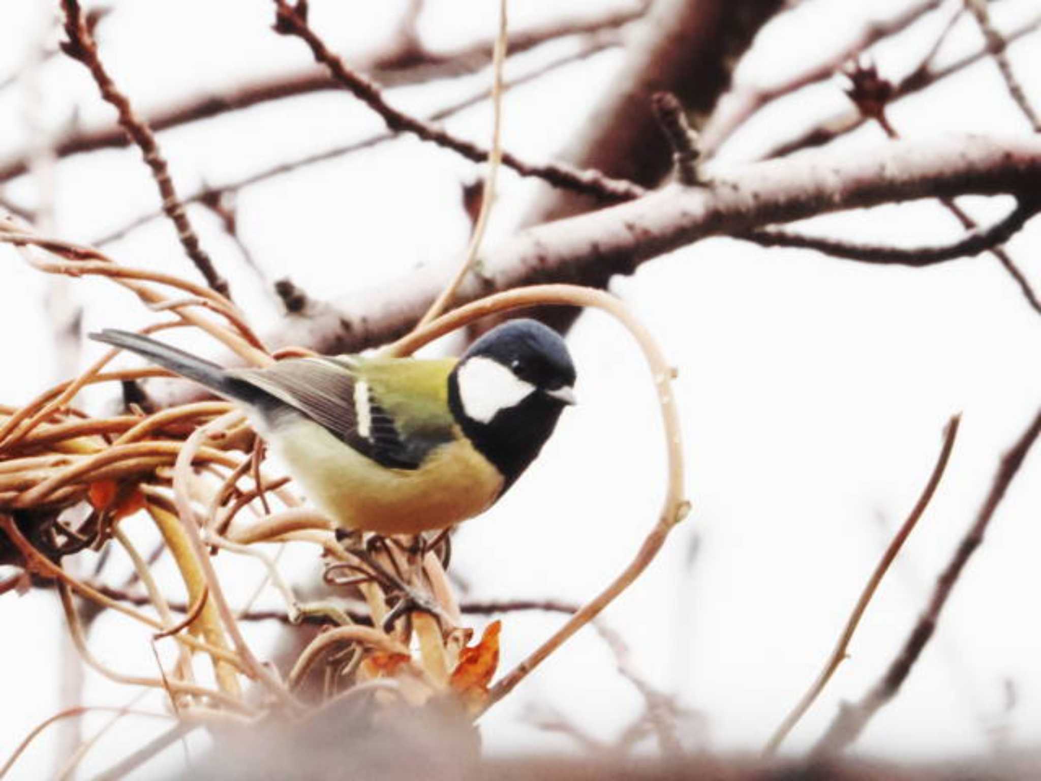 Japanese Tit