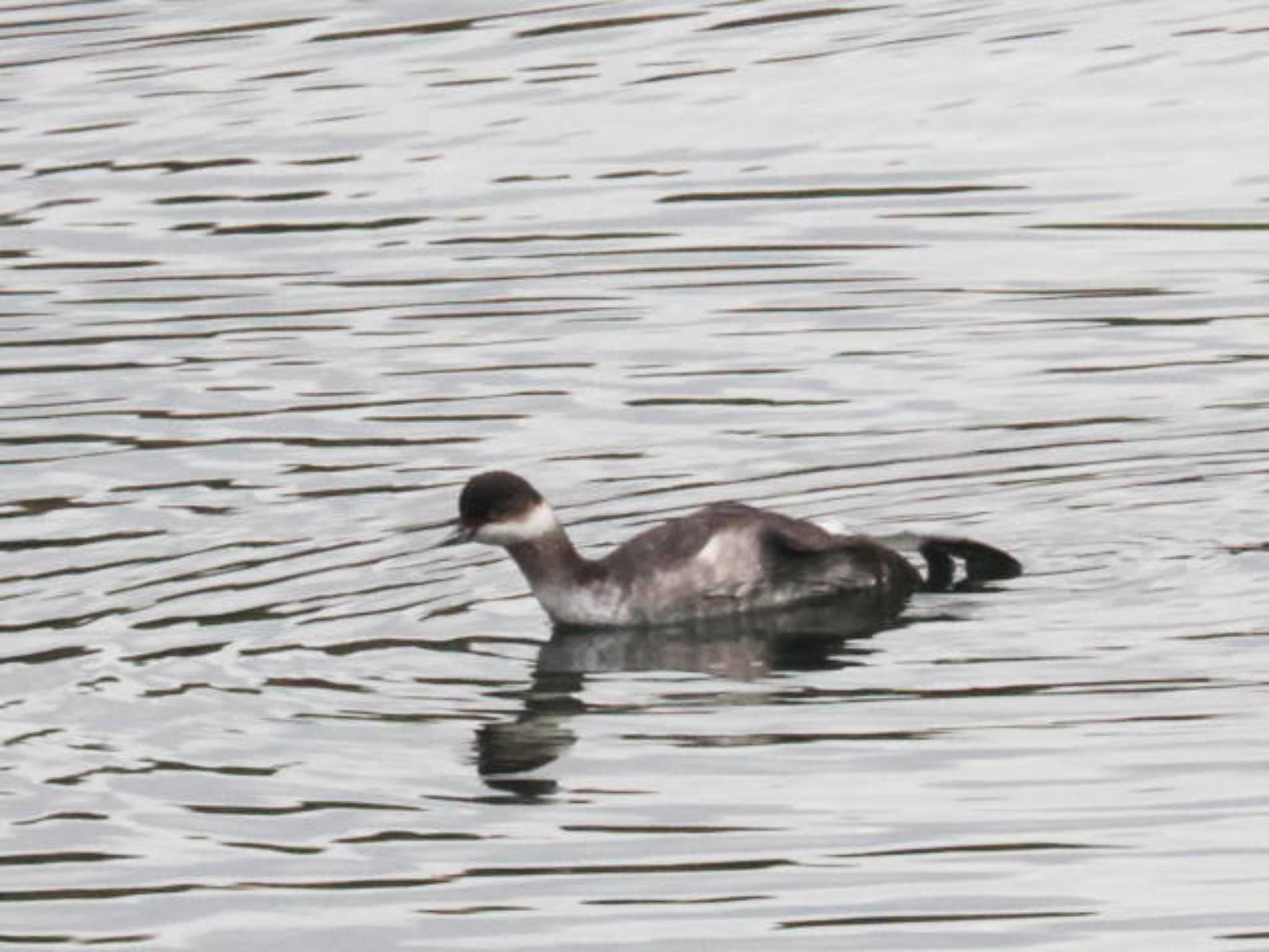 Black-necked Grebe