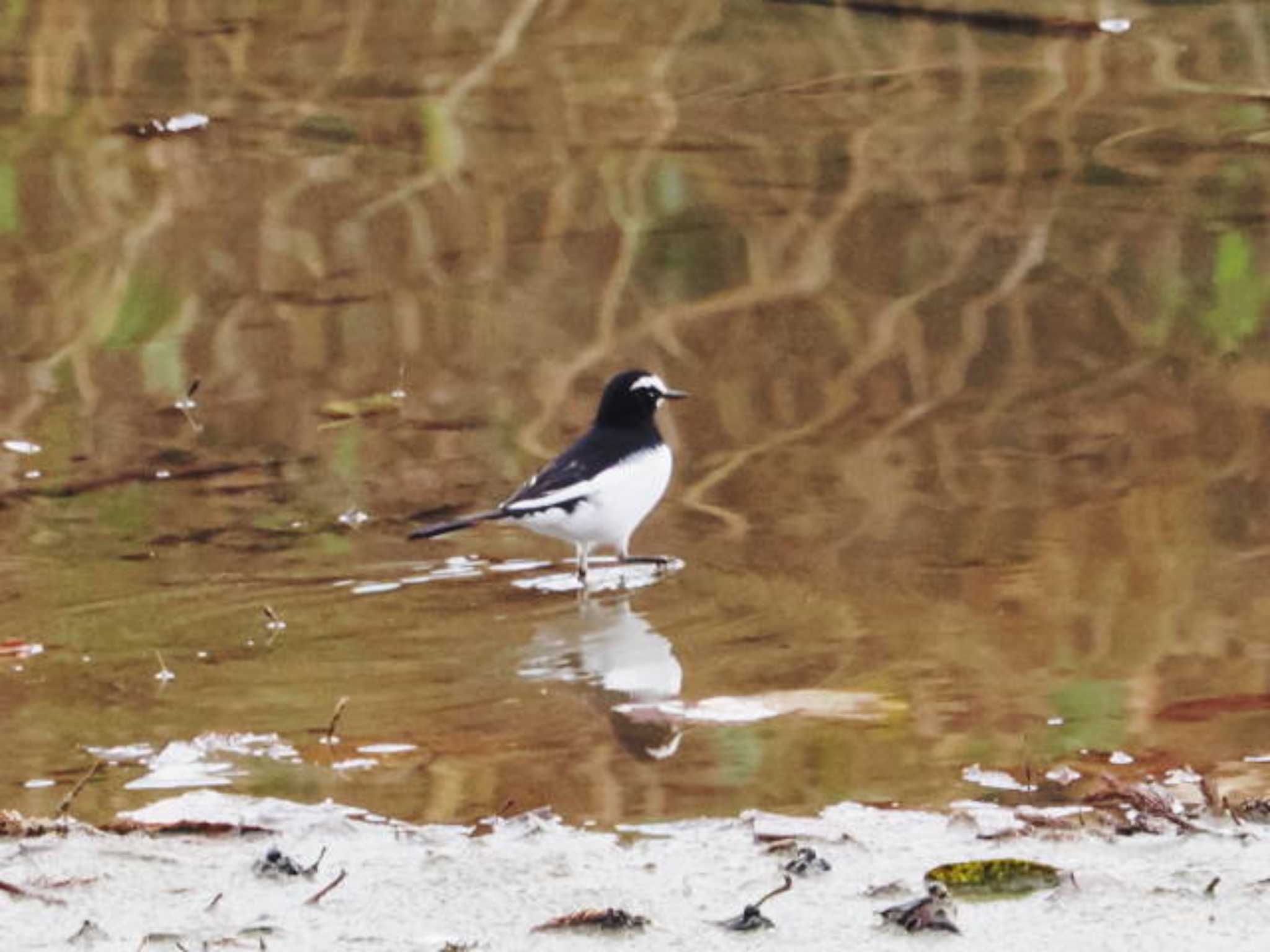 Japanese Wagtail