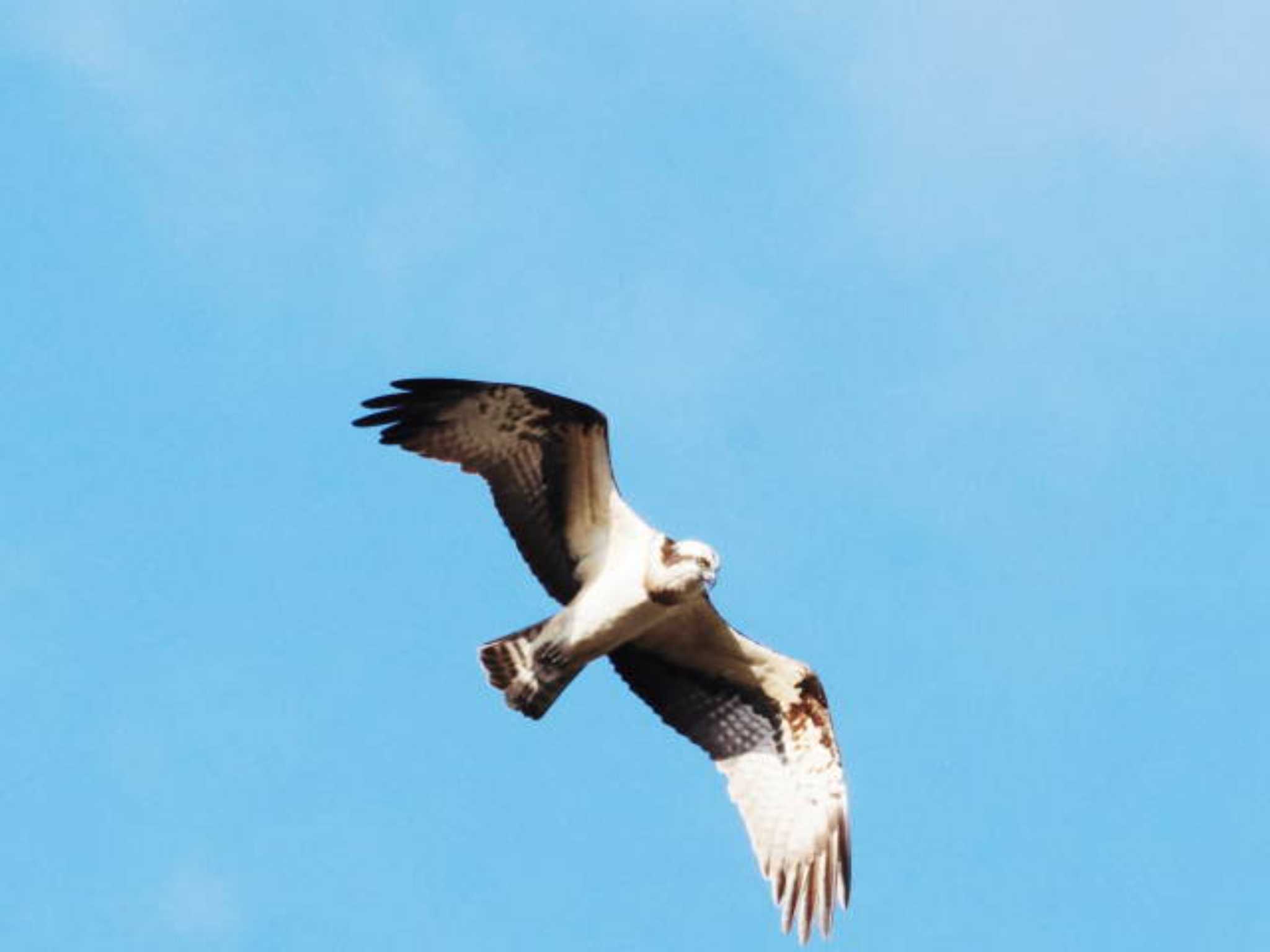 Osprey