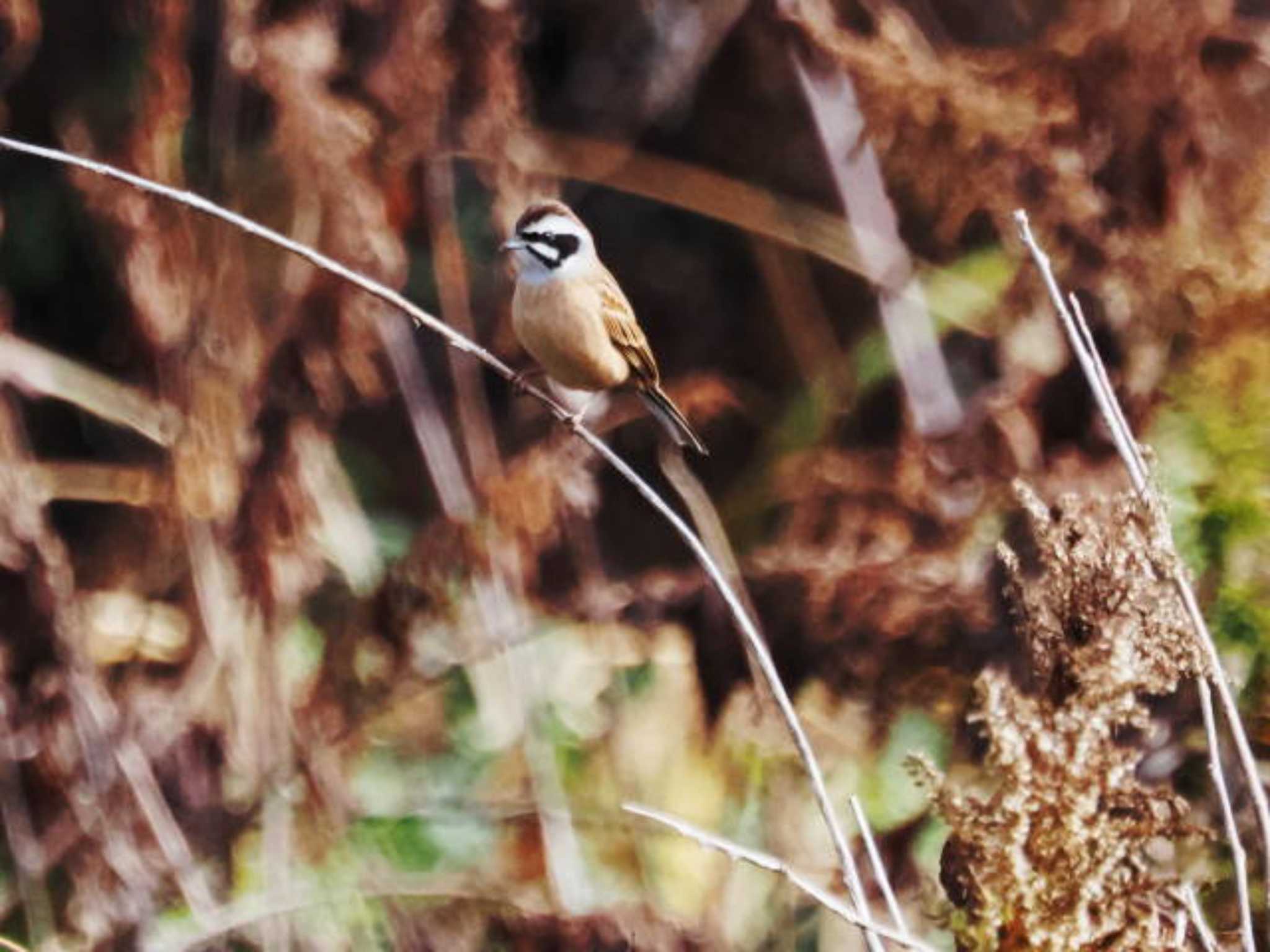 Meadow Bunting