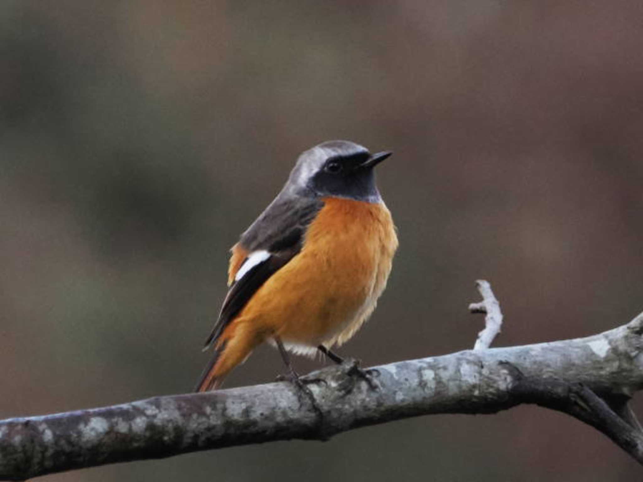 Daurian Redstart