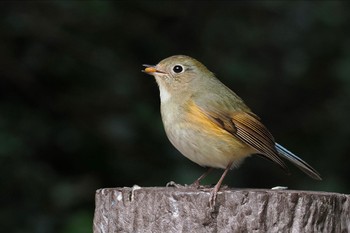 ルリビタキ 東京港野鳥公園 2024年3月2日(土)