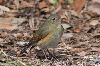 ルリビタキ 東京港野鳥公園 2024年3月2日(土)