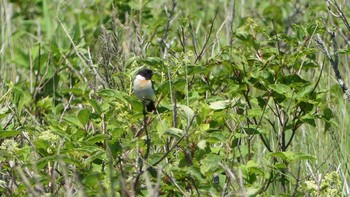 Amur Stonechat Kiritappu Wetland Tue, 7/17/2018