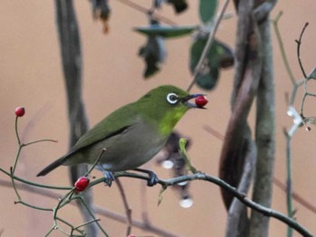 Sun, 12/25/2022 Birding report at 久末ダム(福岡県)