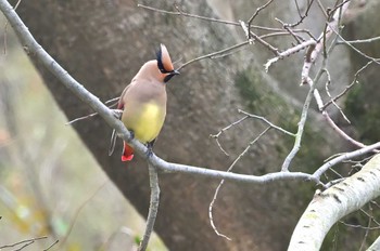 Japanese Waxwing Asaba Biotope Tue, 3/5/2024