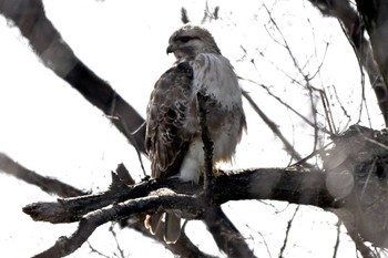 Eastern Buzzard 加木屋緑地 Sun, 3/3/2024