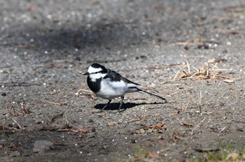 ハクセキレイ 秋ヶ瀬公園(ピクニックの森) 2024年1月7日(日)