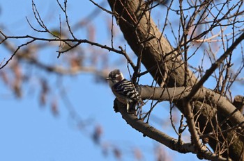 コゲラ 秋ヶ瀬公園(ピクニックの森) 2024年1月7日(日)