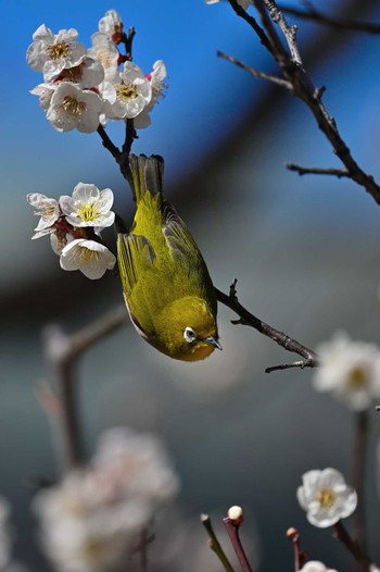 Warbling White-eye 甲府市 Sat, 3/2/2024