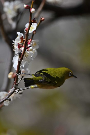 Warbling White-eye 甲府市 Sat, 3/2/2024