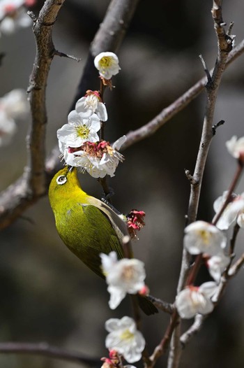 Warbling White-eye 甲府市 Sat, 3/2/2024