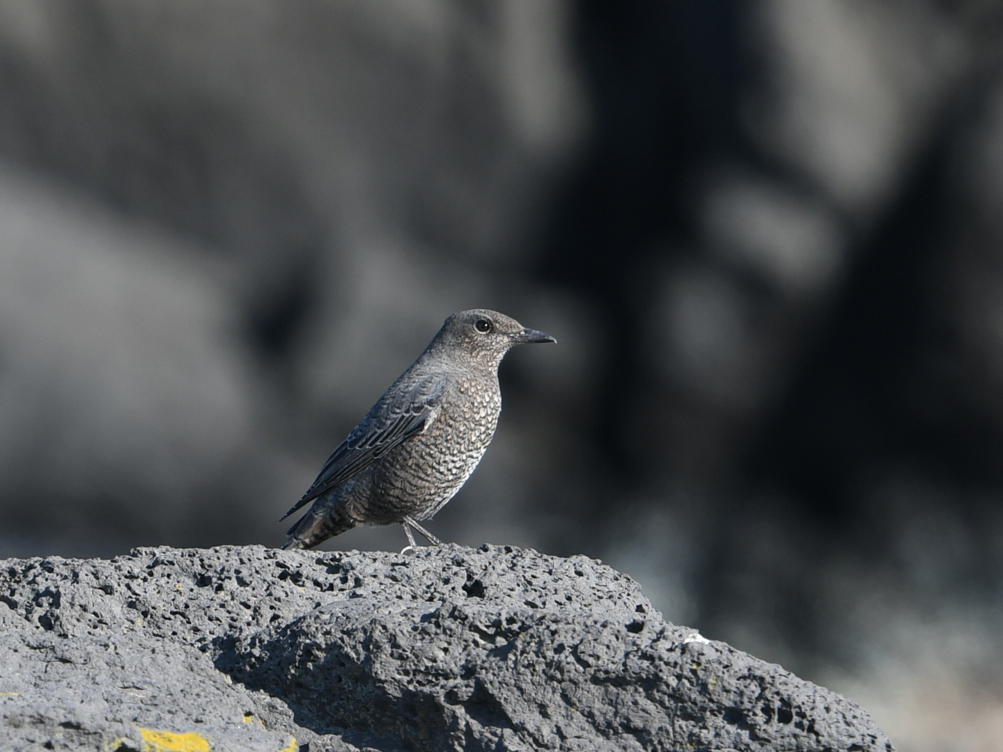 Blue Rock Thrush