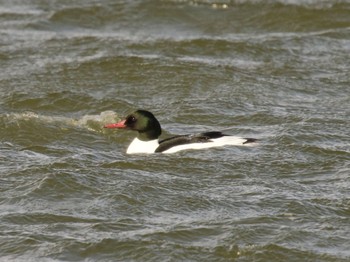 Common Merganser 小諸発電所第一調整池(杉の木貯水池) Sun, 3/3/2024