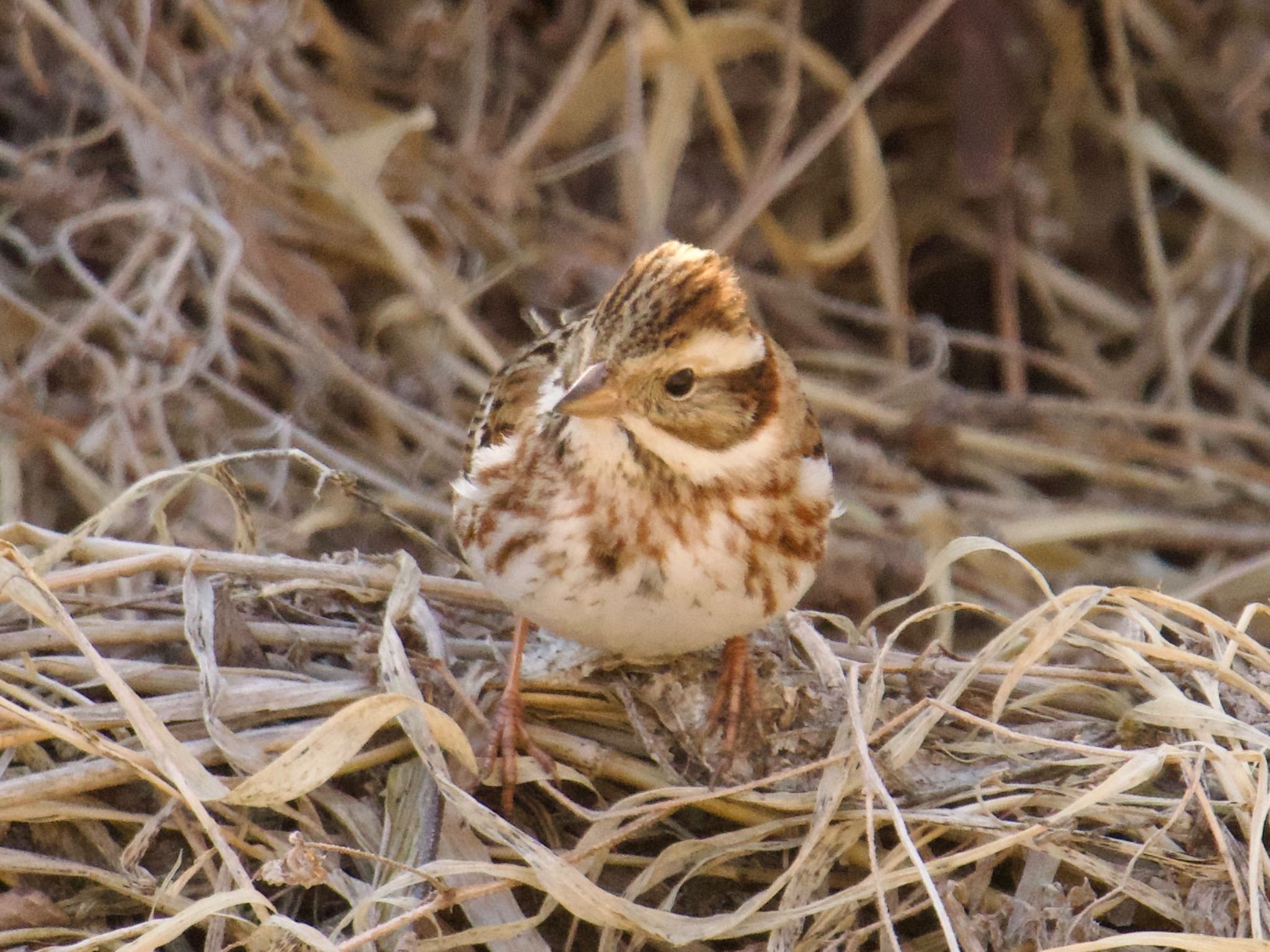 Rustic Bunting