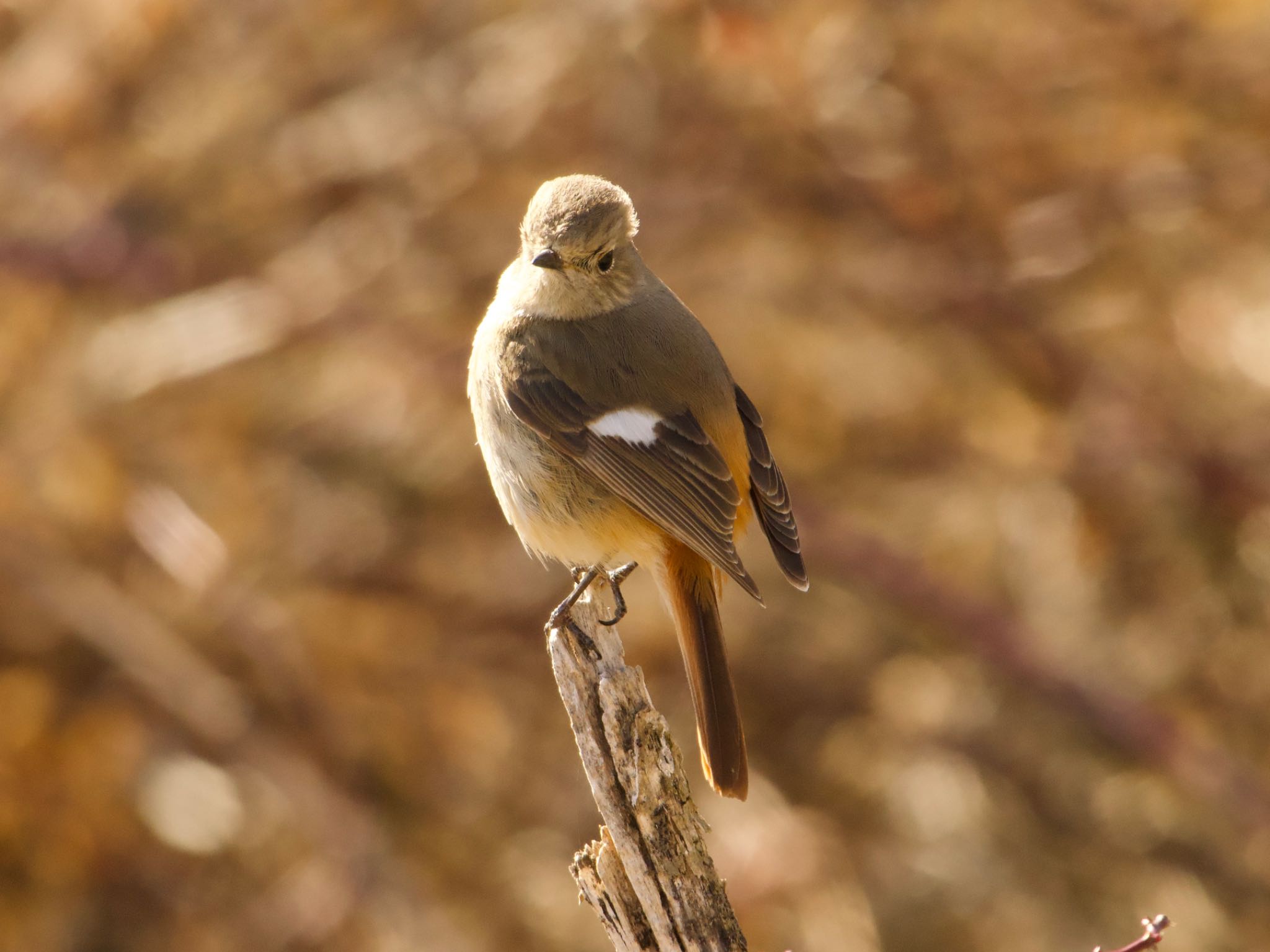 Daurian Redstart