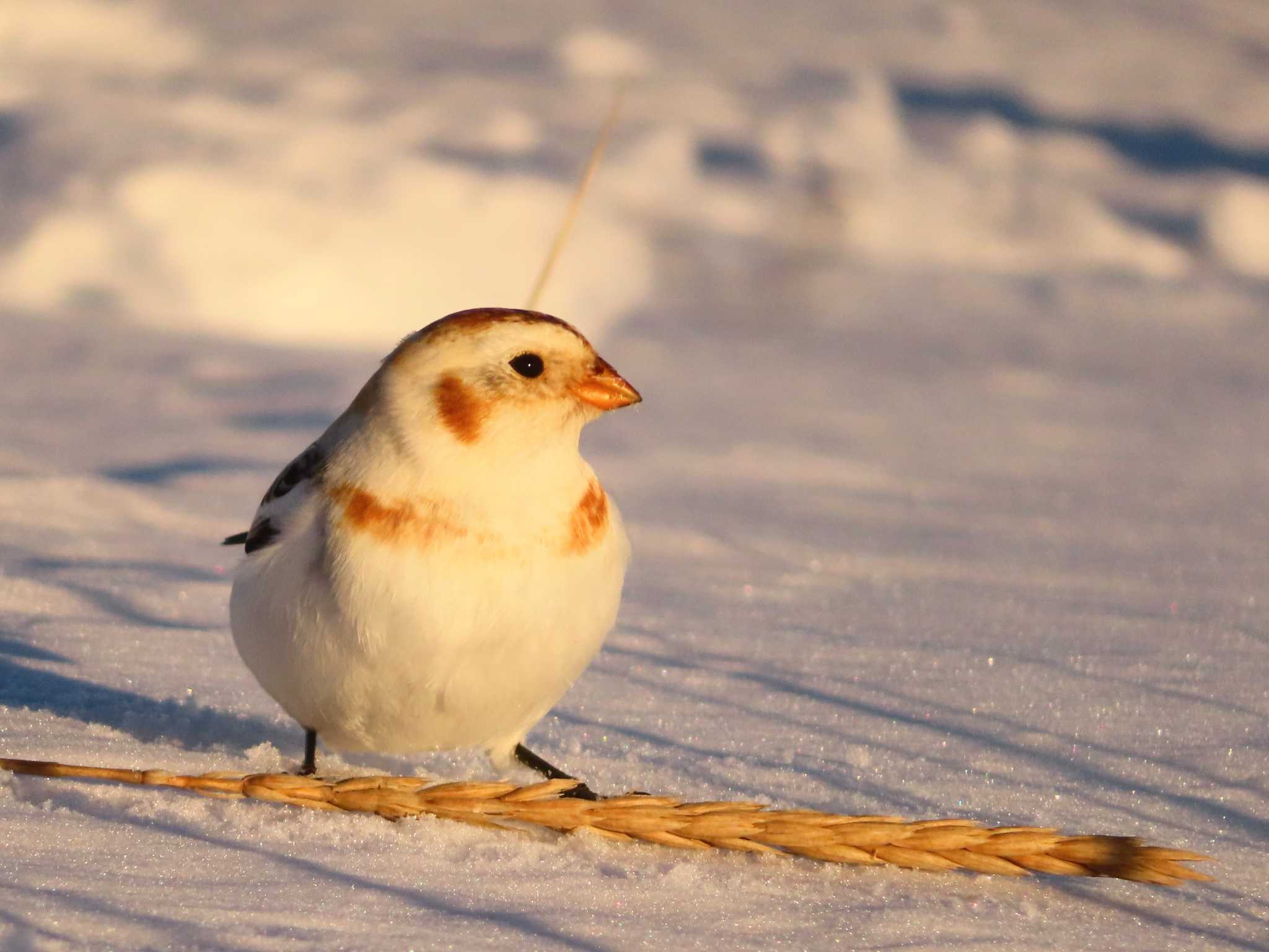 Snow Bunting