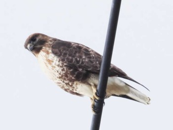 2022年12月25日(日) 大井ダム(福岡県)の野鳥観察記録