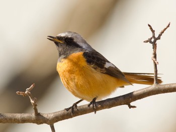 Daurian Redstart 小諸発電所第一調整池(杉の木貯水池) Sun, 3/3/2024