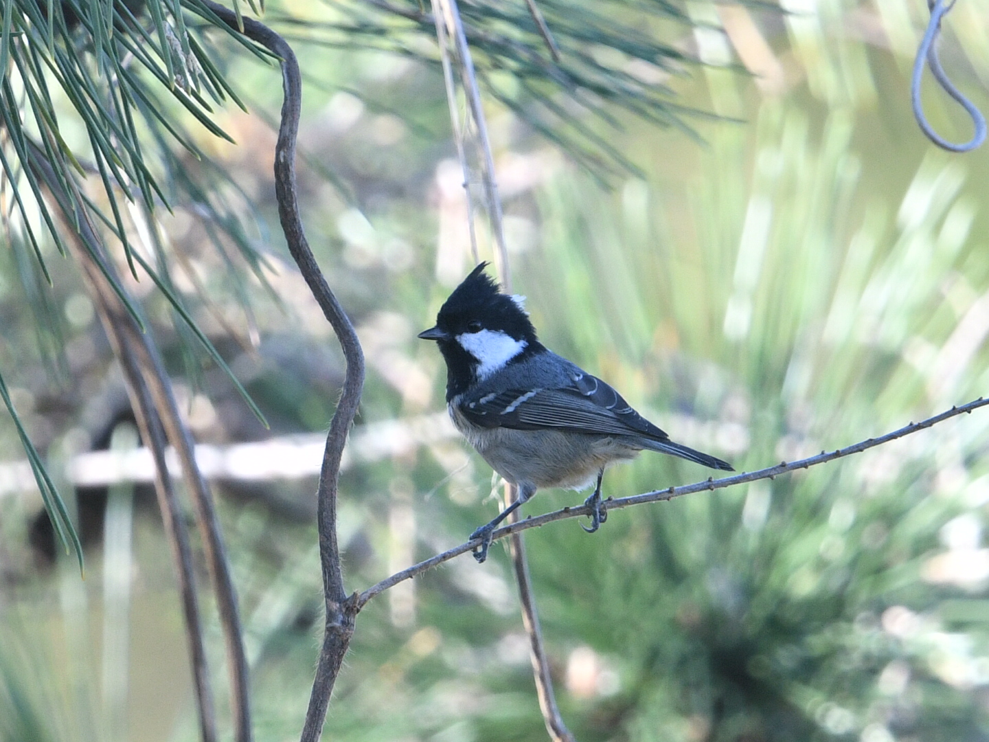 Photo of Coal Tit at Hegura Island by Yuki86