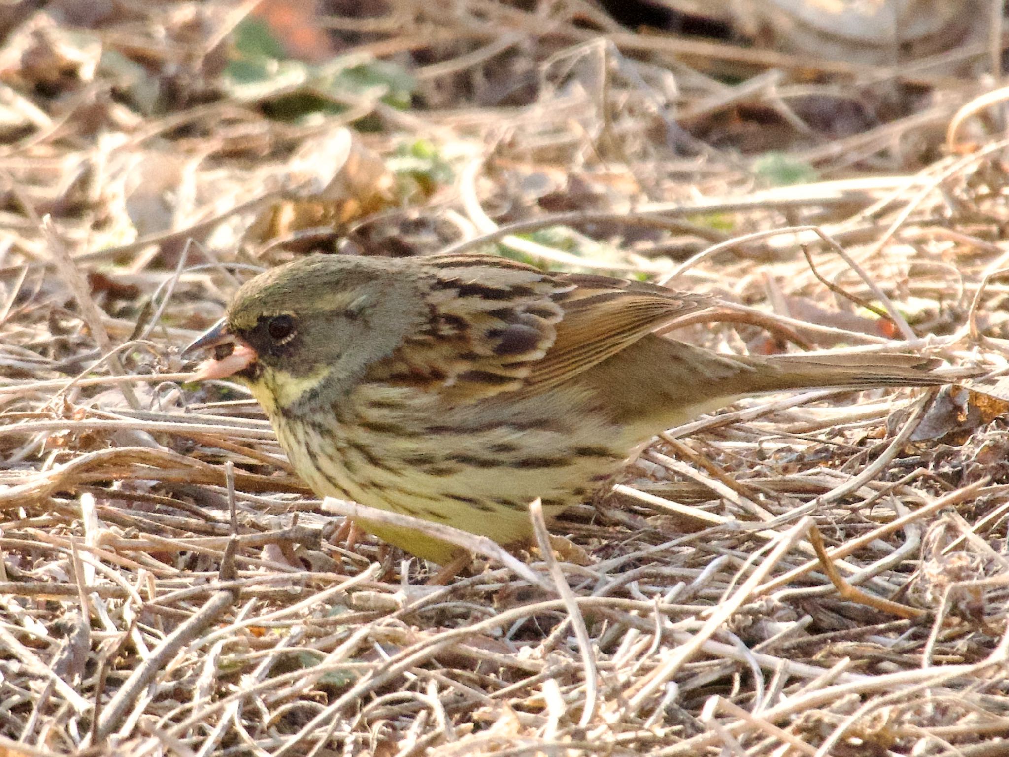 Masked Bunting