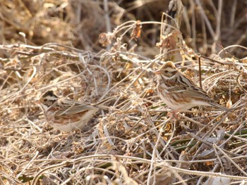 Rustic Bunting 小諸発電所第一調整池(杉の木貯水池) Sun, 3/3/2024