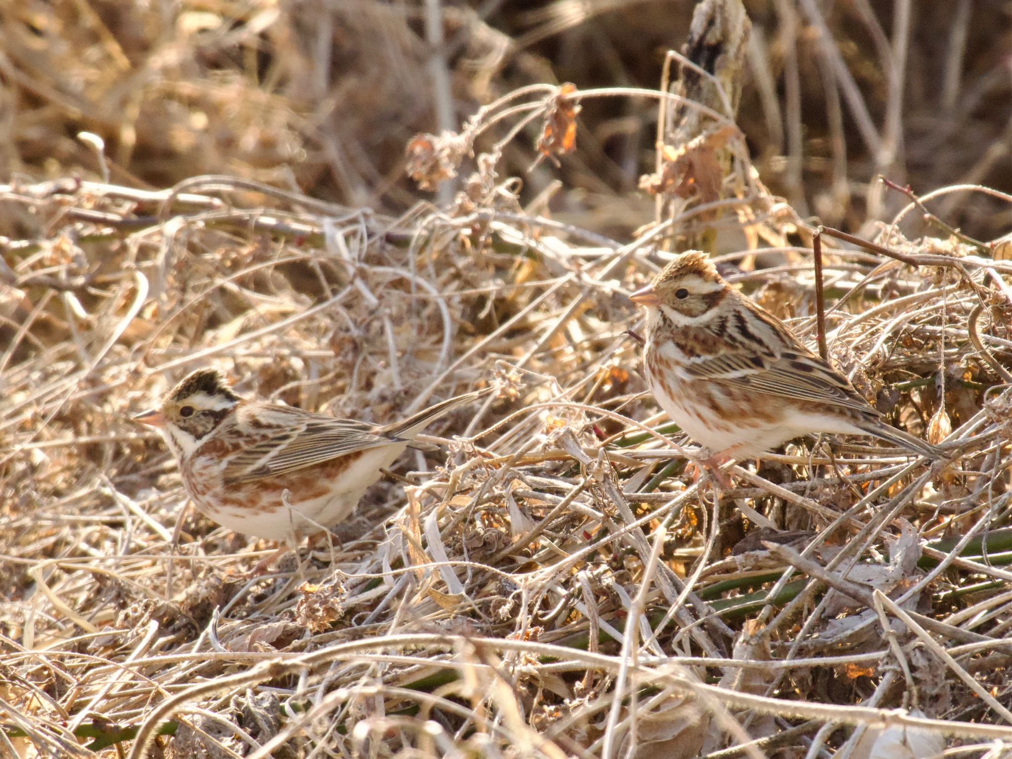 Rustic Bunting