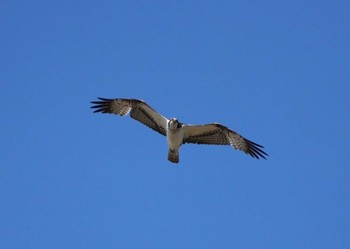 2024年3月3日(日) 大阪府の野鳥観察記録