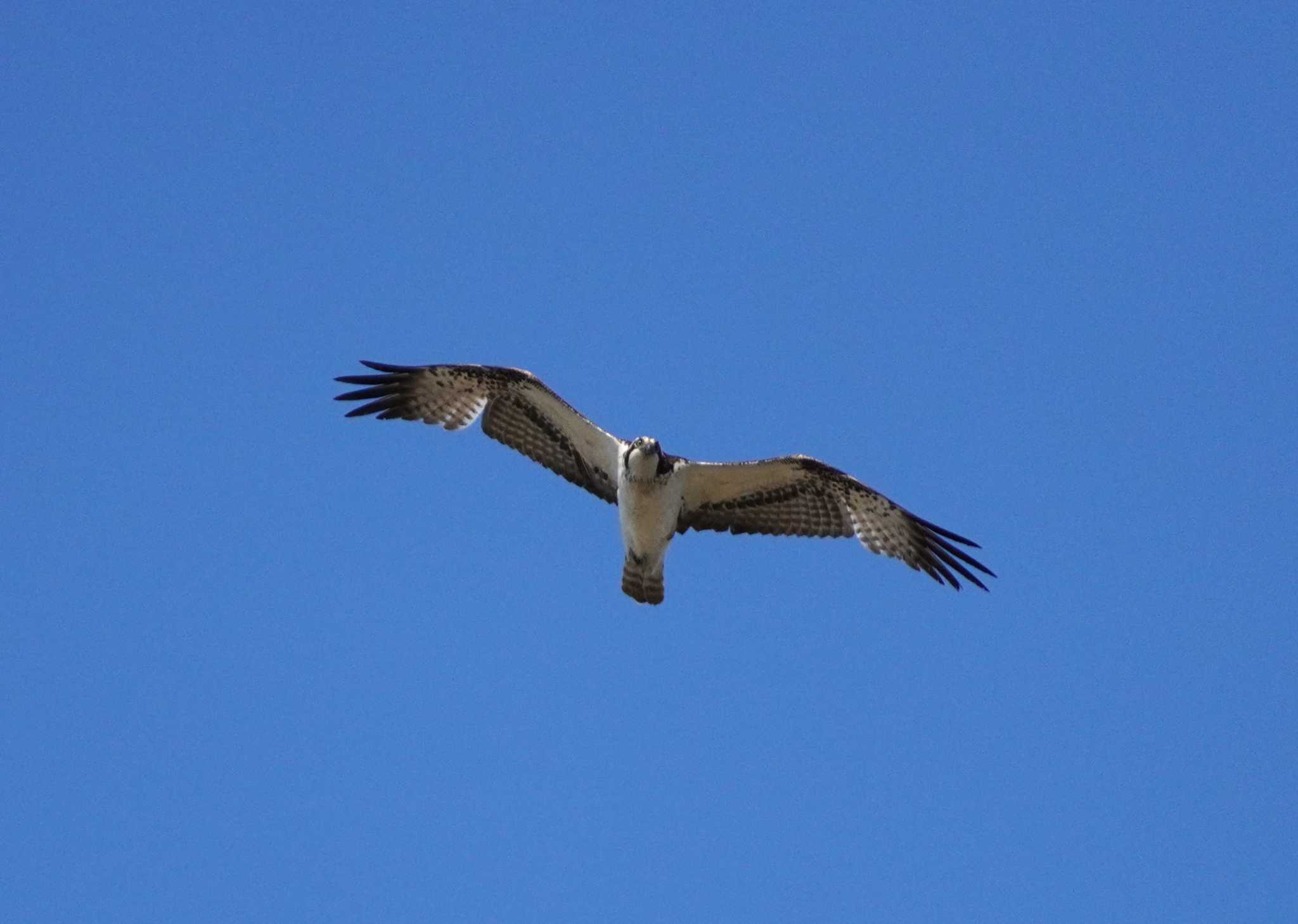 Osprey