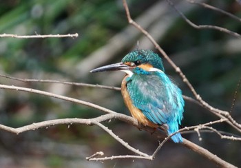 Common Kingfisher 大阪府 Sun, 3/3/2024