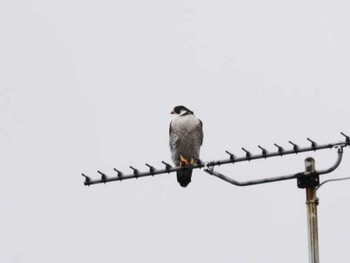 2022年12月15日(木) 福岡市西区の野鳥観察記録