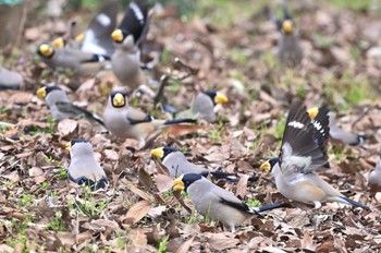 Japanese Grosbeak Asaba Biotope Tue, 3/5/2024