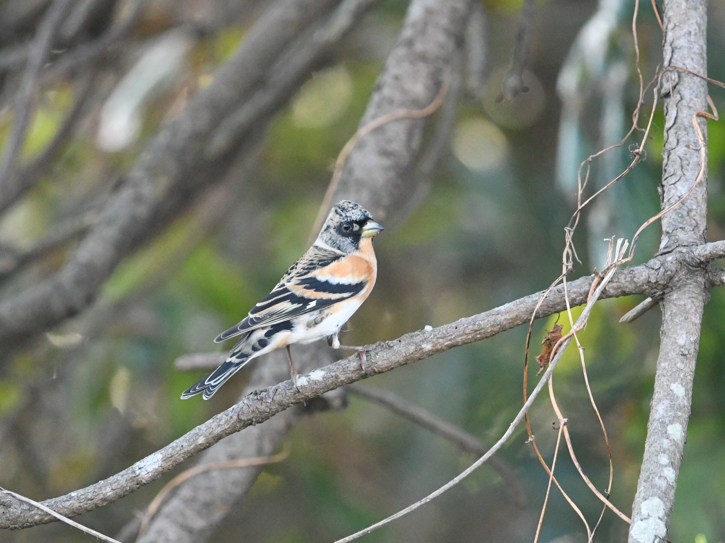 Brambling